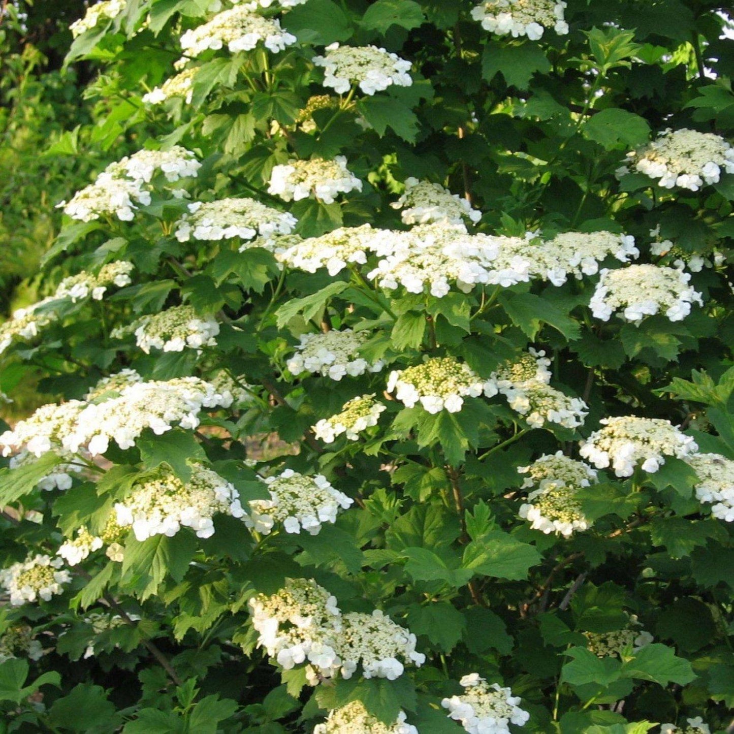 Viburnum Trilobum - View 19 from www redcrocus com