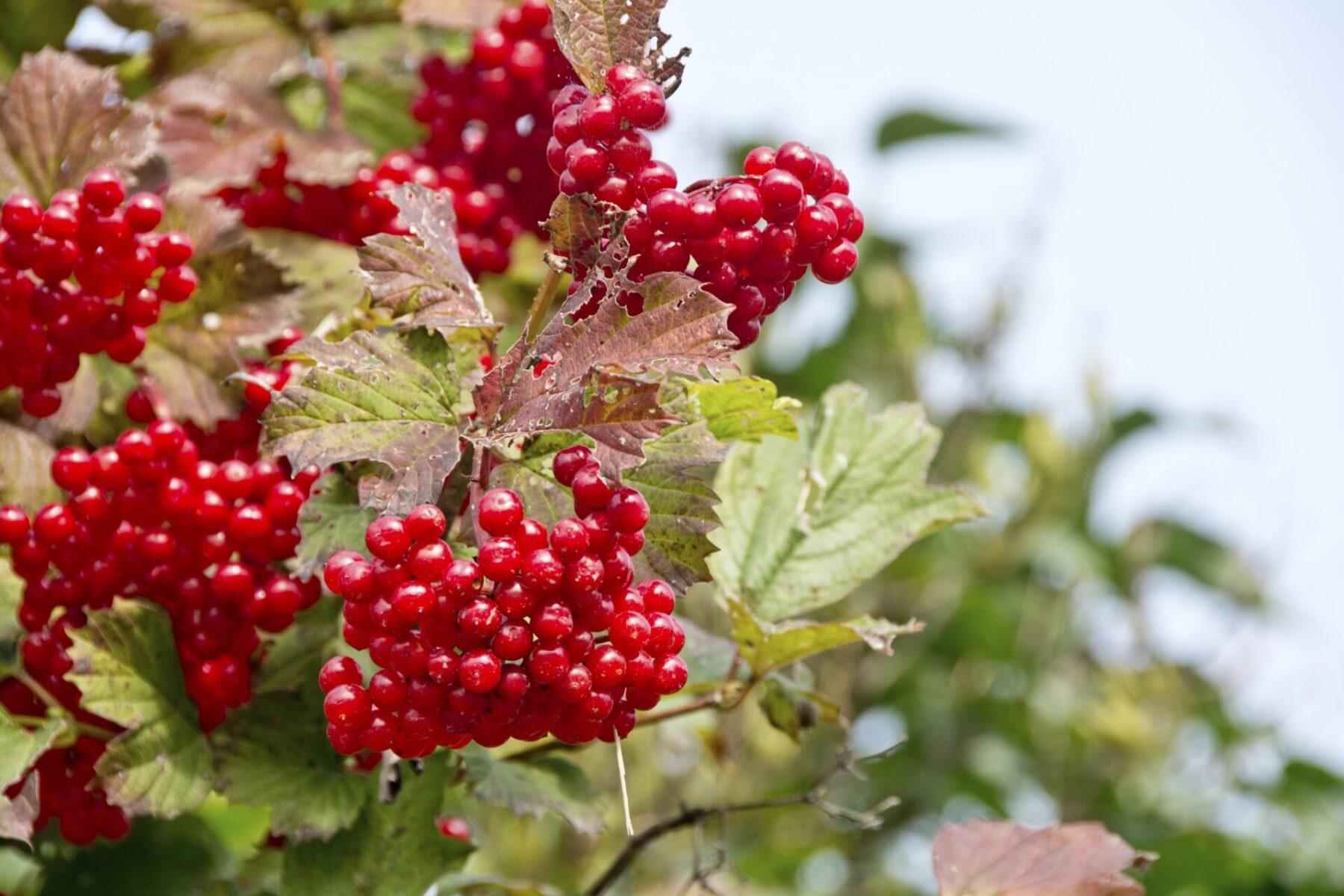 Viburnum Trilobum - View 2 from www redcrocus com