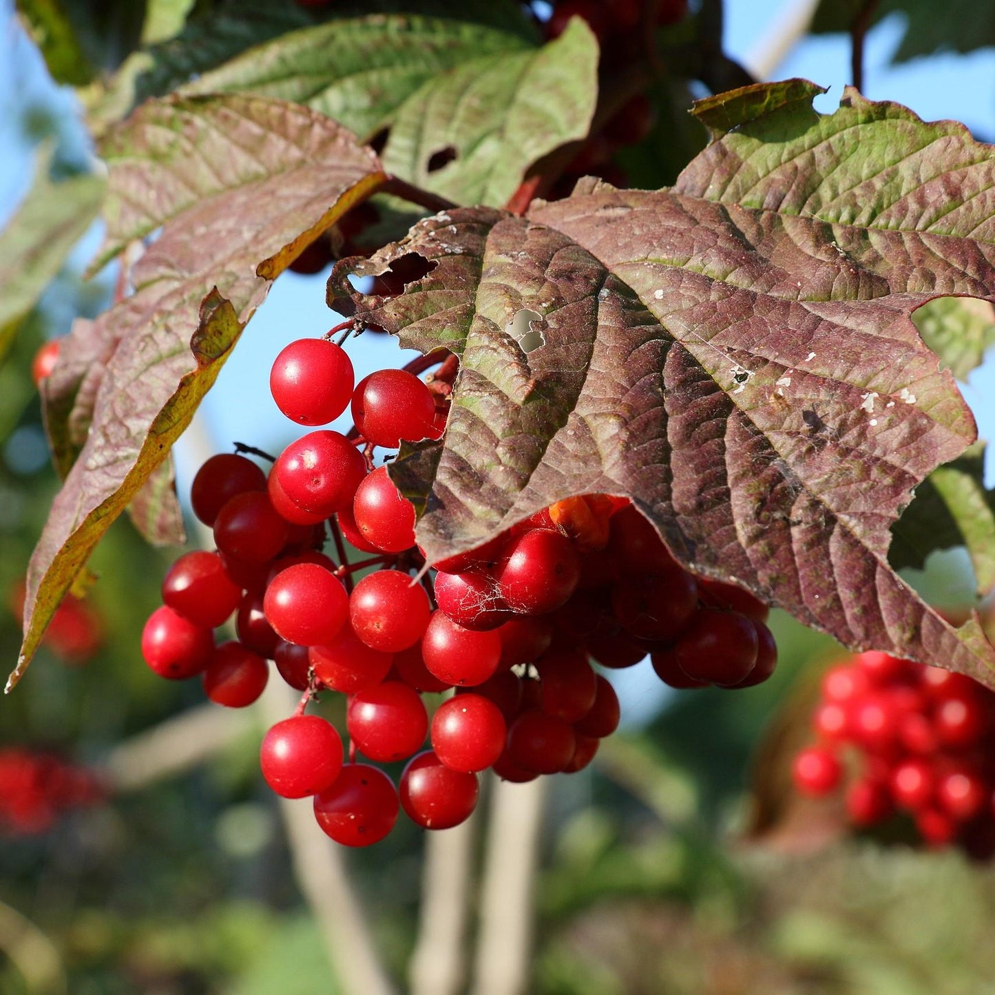 Viburnum Trilobum - View 3 from www redcrocus com