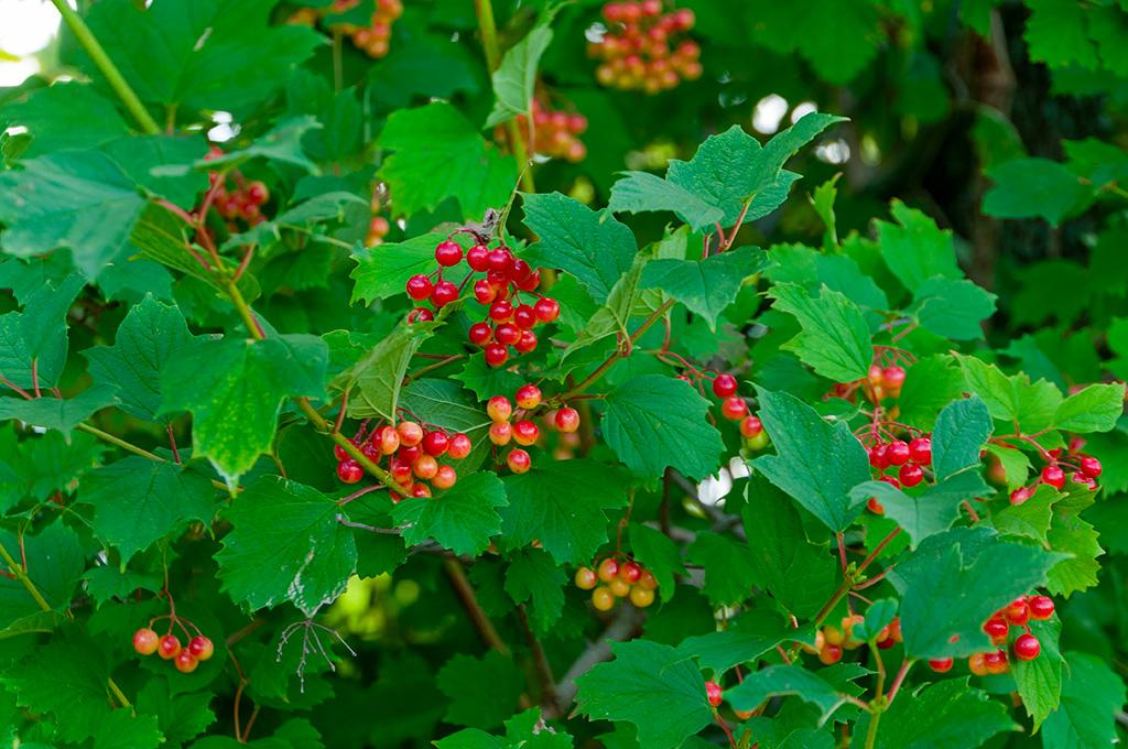 Viburnum Trilobum - View 4 from www redcrocus com