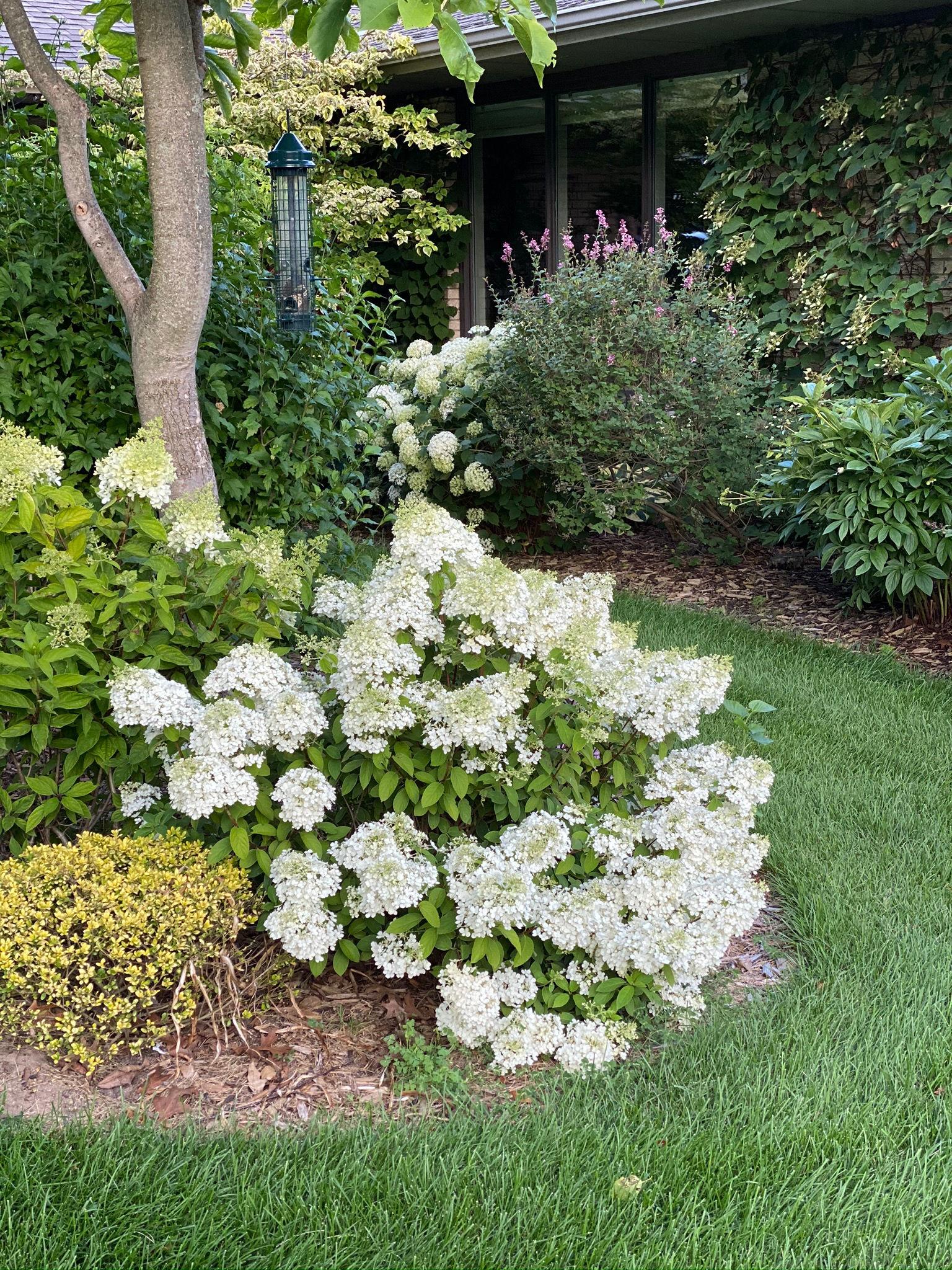 Hydrangea Paniculata Bobo - View 12 from www redcrocus com