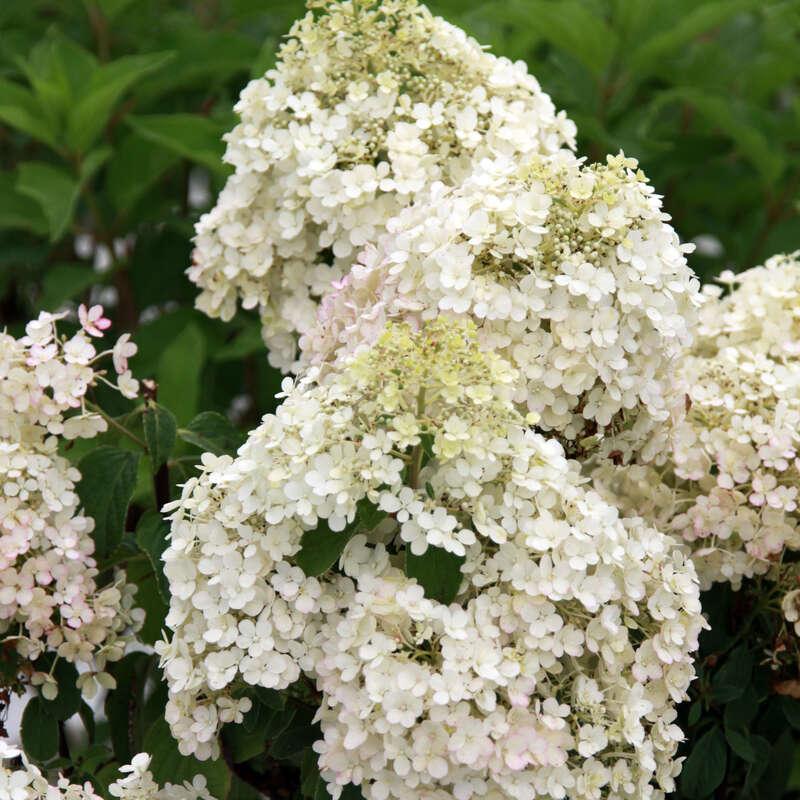 Hydrangea Paniculata Bobo - View 17 from www redcrocus com