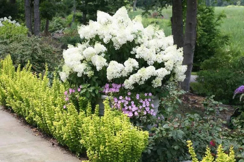 Hydrangea Paniculata Bobo - View 17 from www redcrocus com