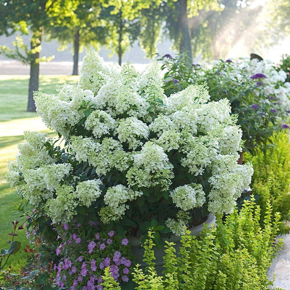 Hydrangea Paniculata Bobo - View 2 from www redcrocus com