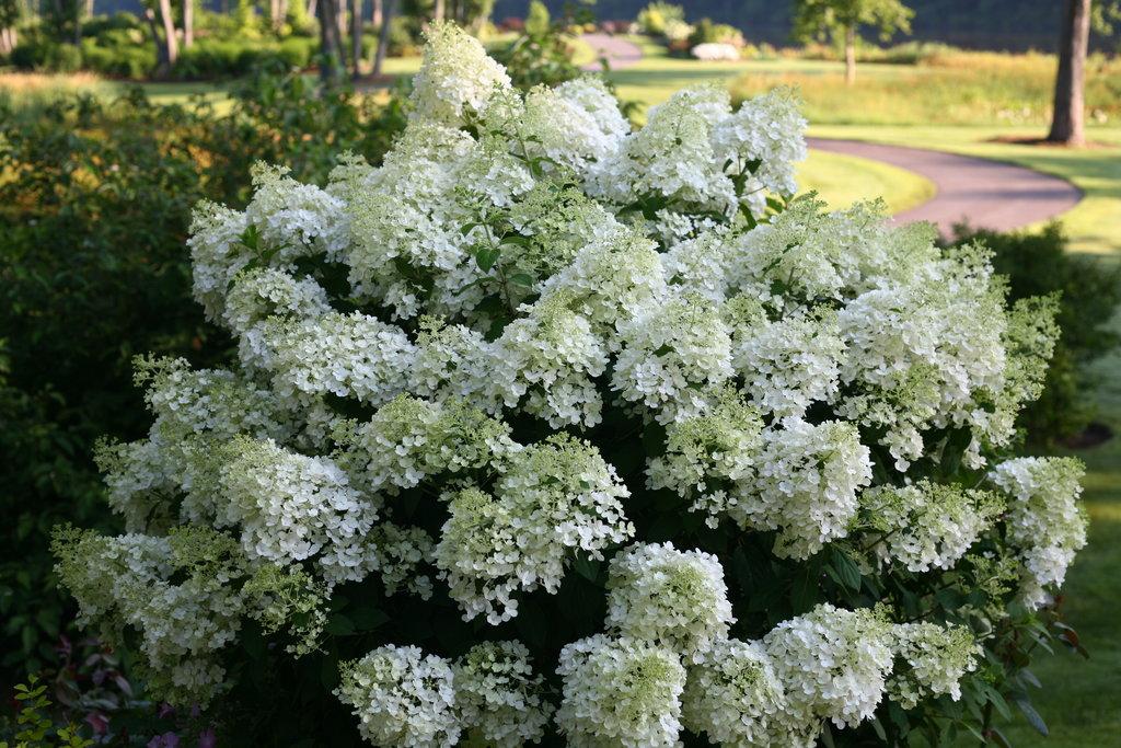 Hydrangea Paniculata Bobo - View 4 from www redcrocus com