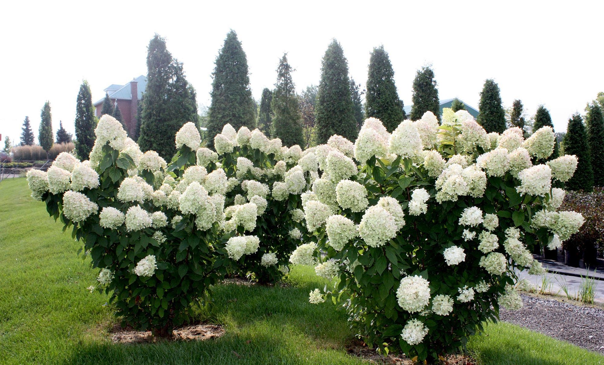 Hydrangea Paniculata Limelight - View 10 from www redcrocus com