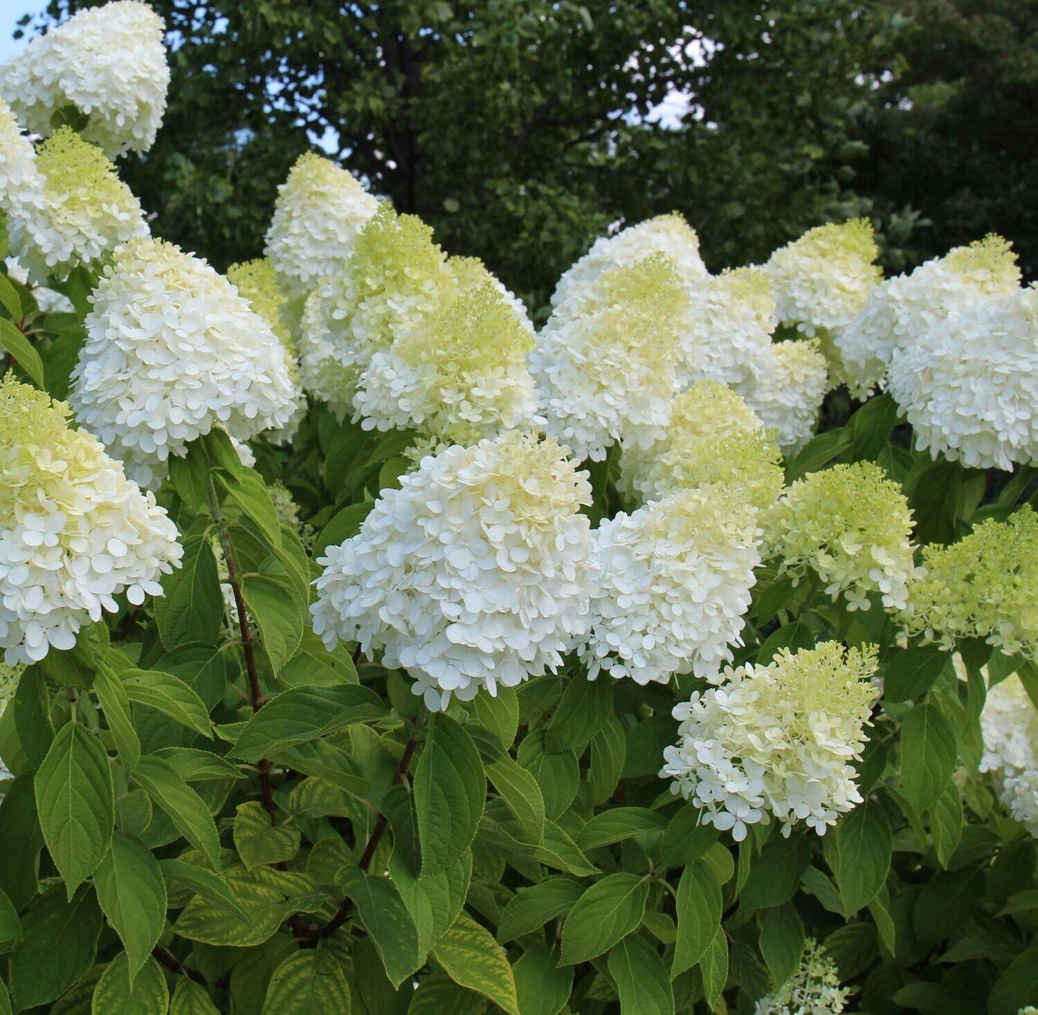 Hydrangea Paniculata Limelight - View 11 from www redcrocus com