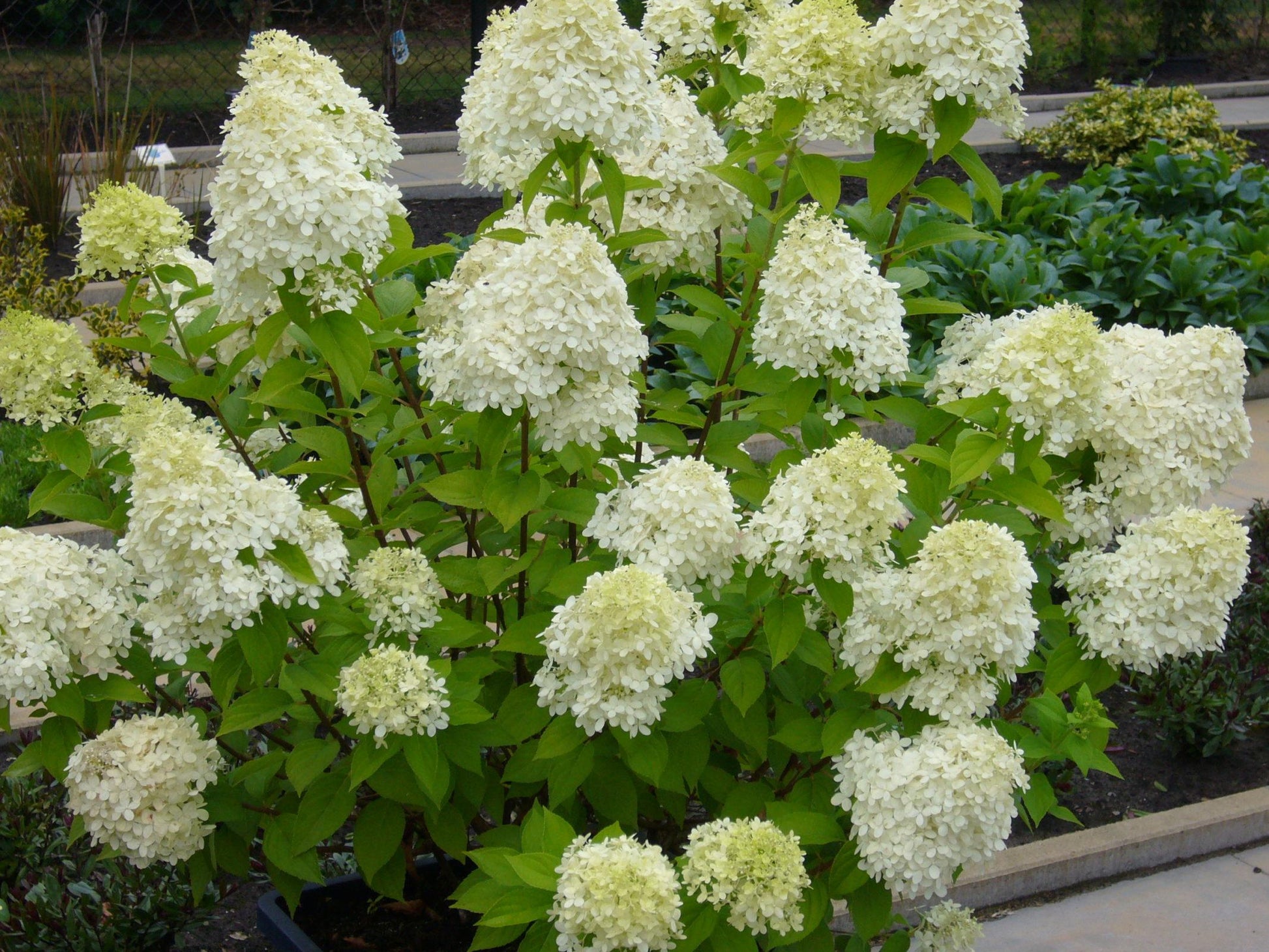 Hydrangea Paniculata Limelight - View 14 from www redcrocus com