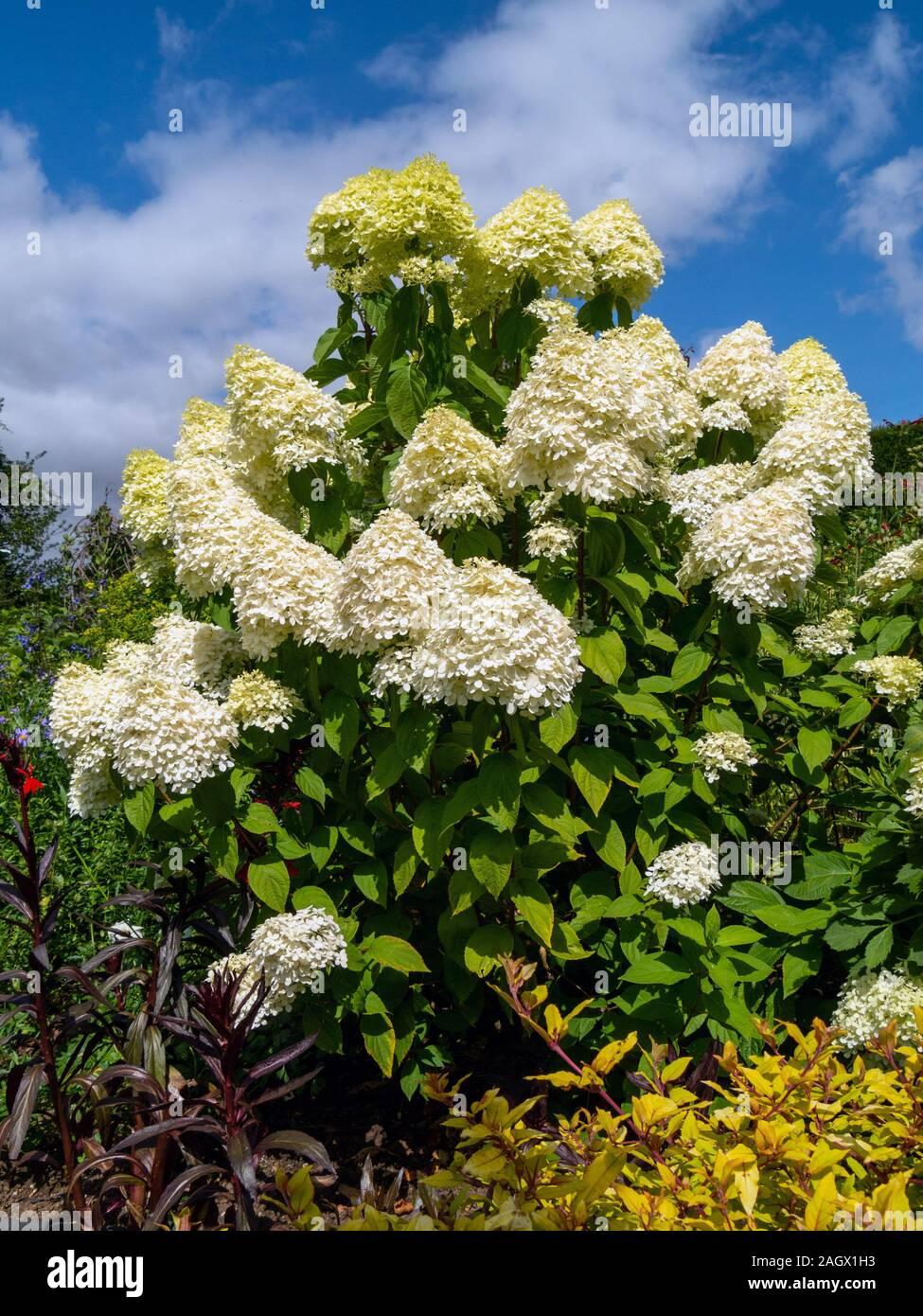 Hydrangea Paniculata Limelight - View 15 from www redcrocus com