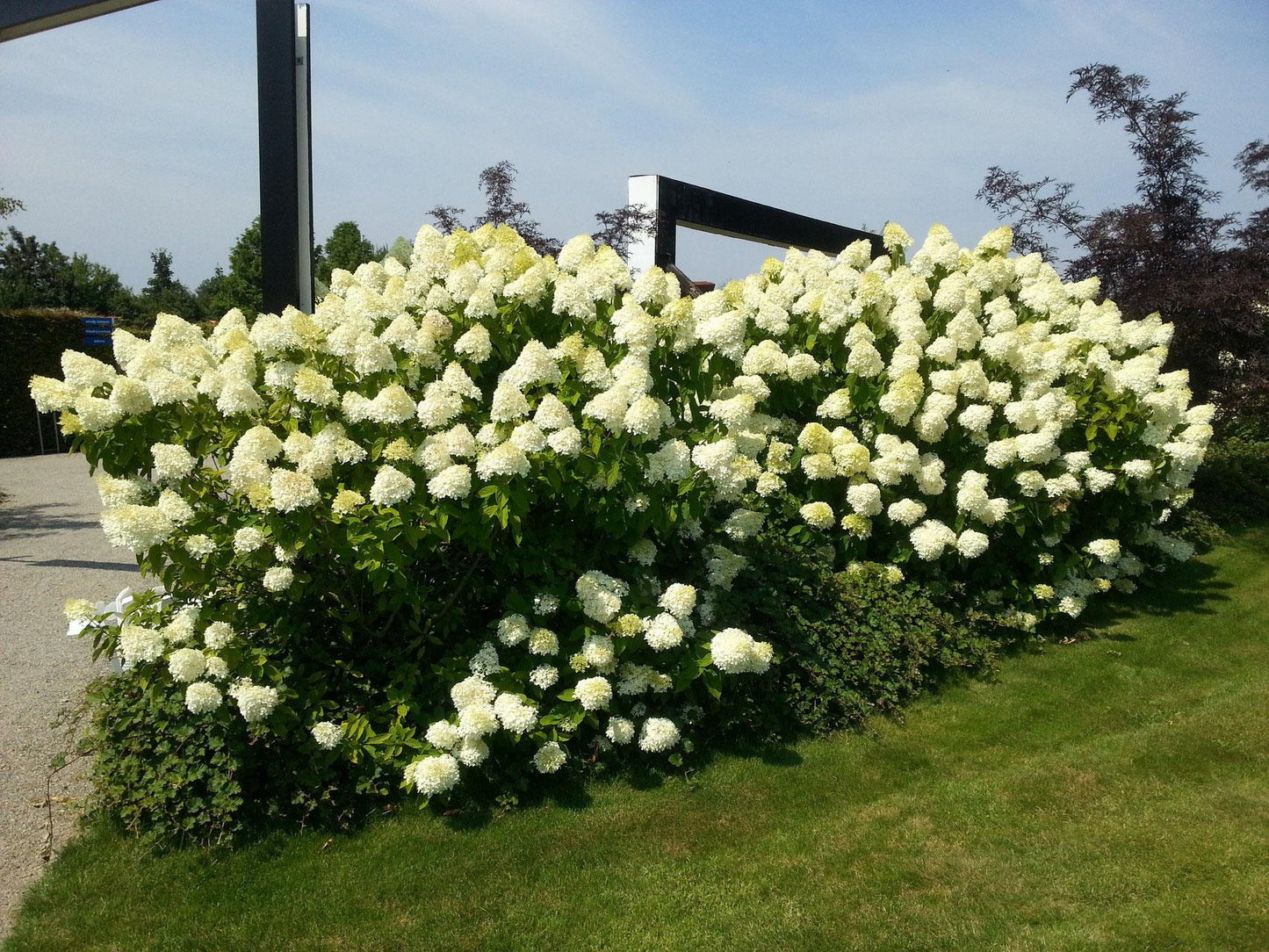 Hydrangea Paniculata Limelight - View 16 from www redcrocus com