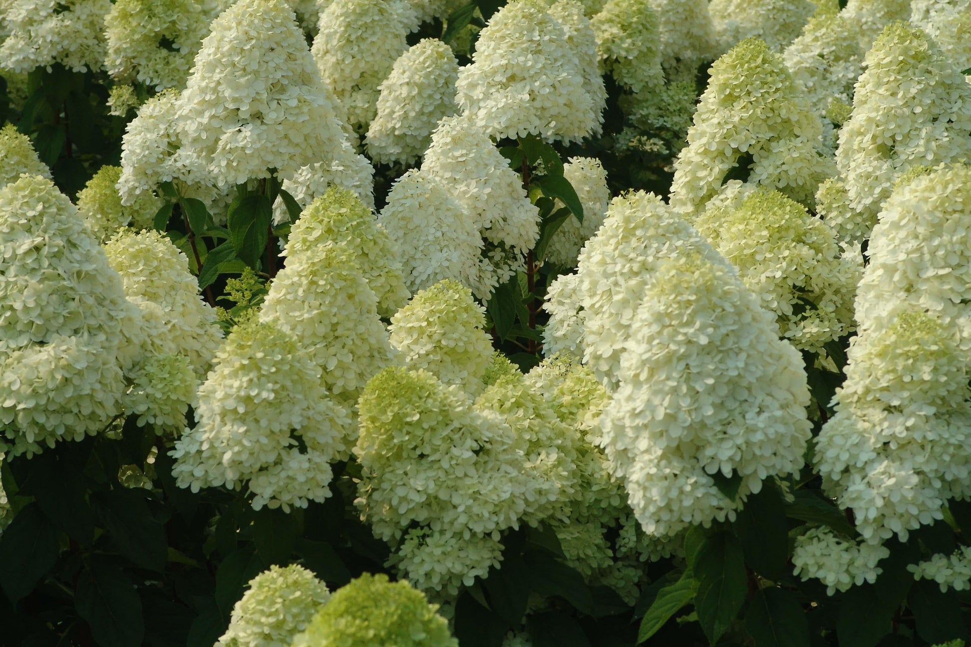 Hydrangea Paniculata Limelight - View 18 from www redcrocus com