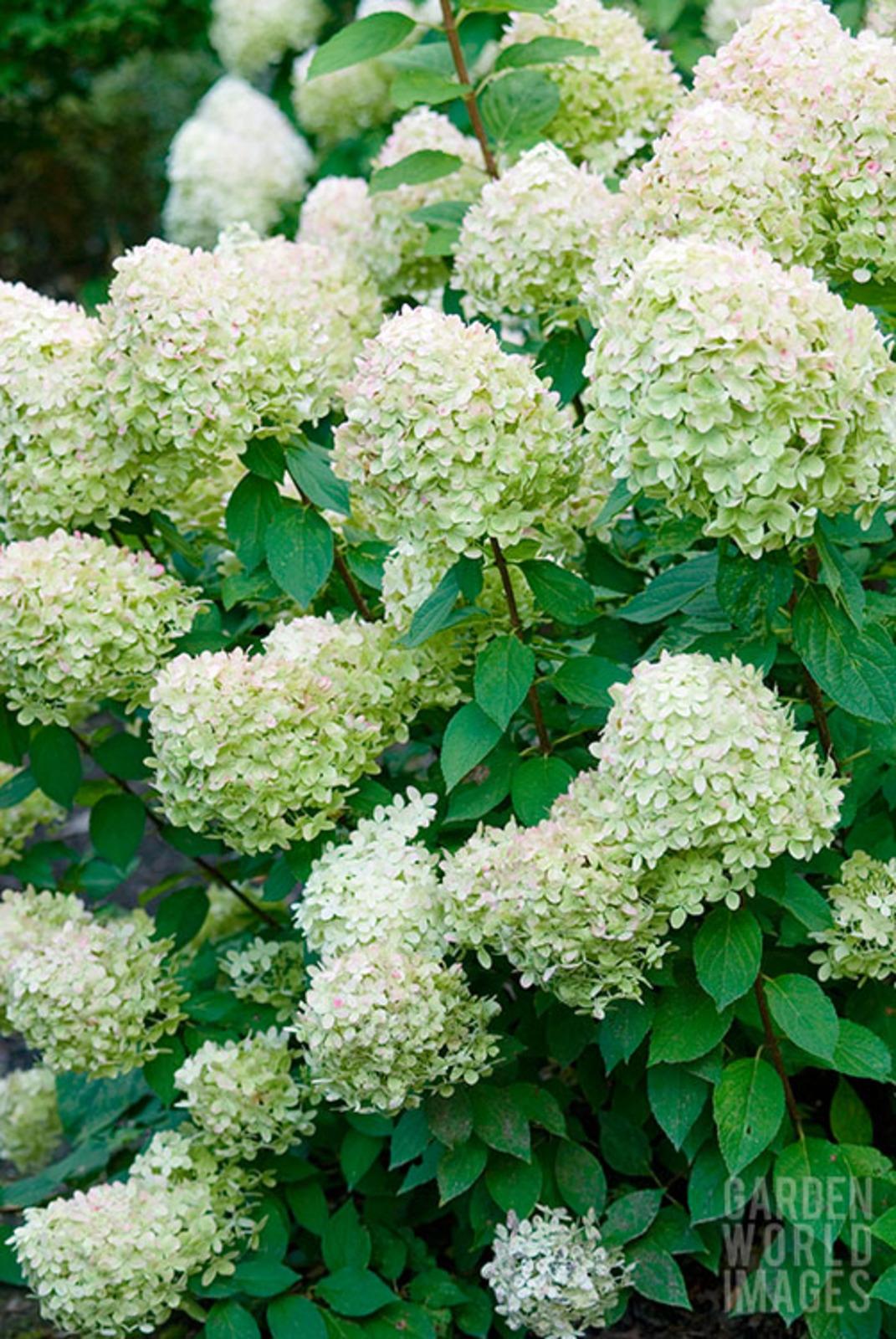 Hydrangea Paniculata Limelight - View 21 from www redcrocus com