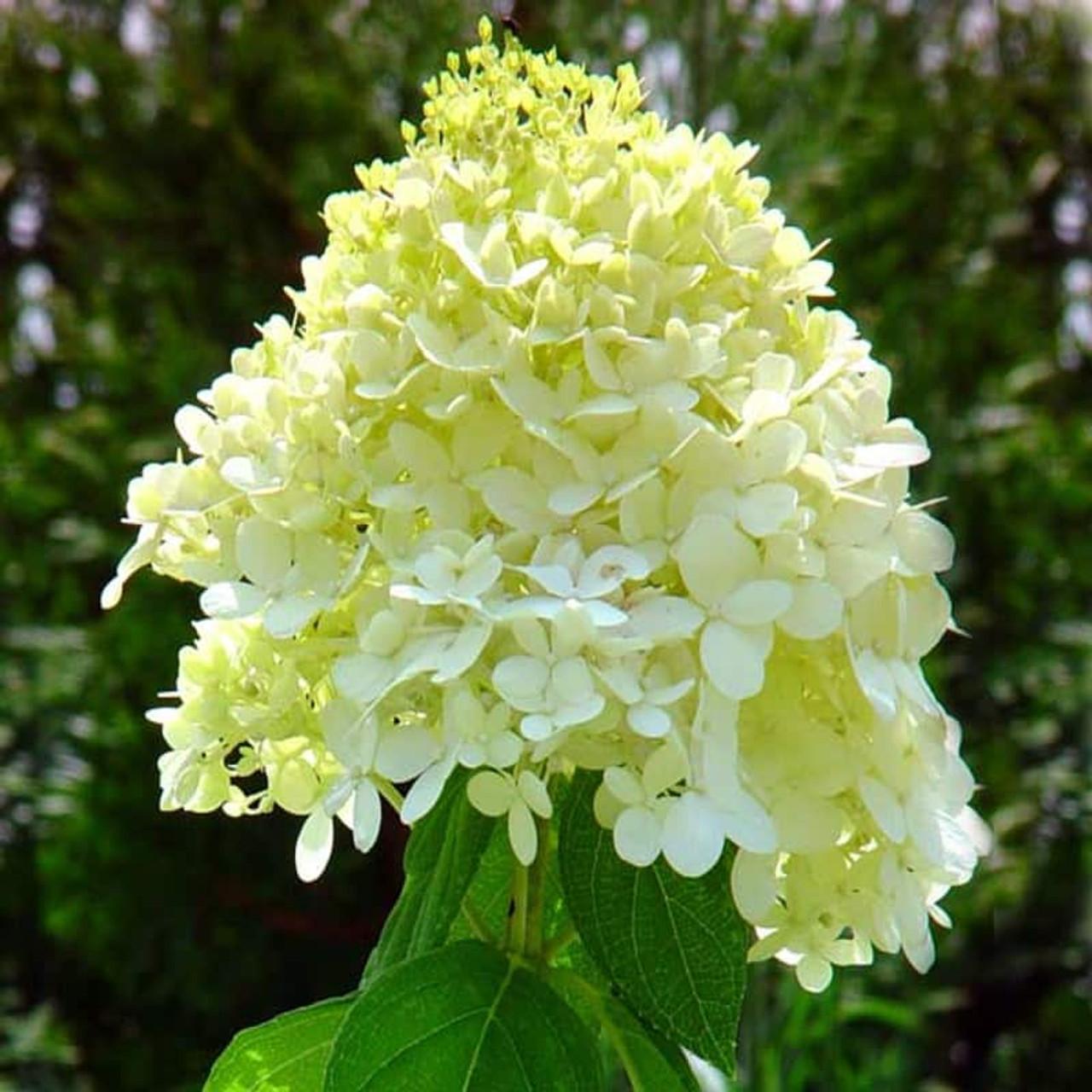 Hydrangea Paniculata Limelight - View 23 from www redcrocus com