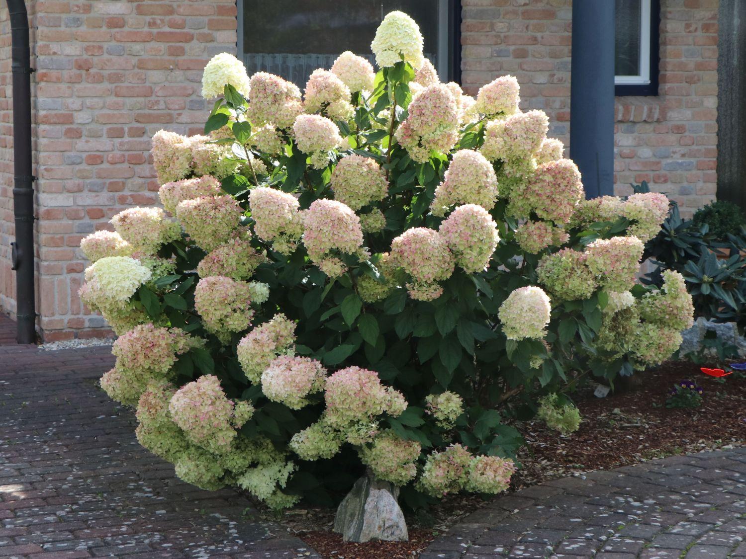 Hydrangea Paniculata Limelight - View 2 from www redcrocus com