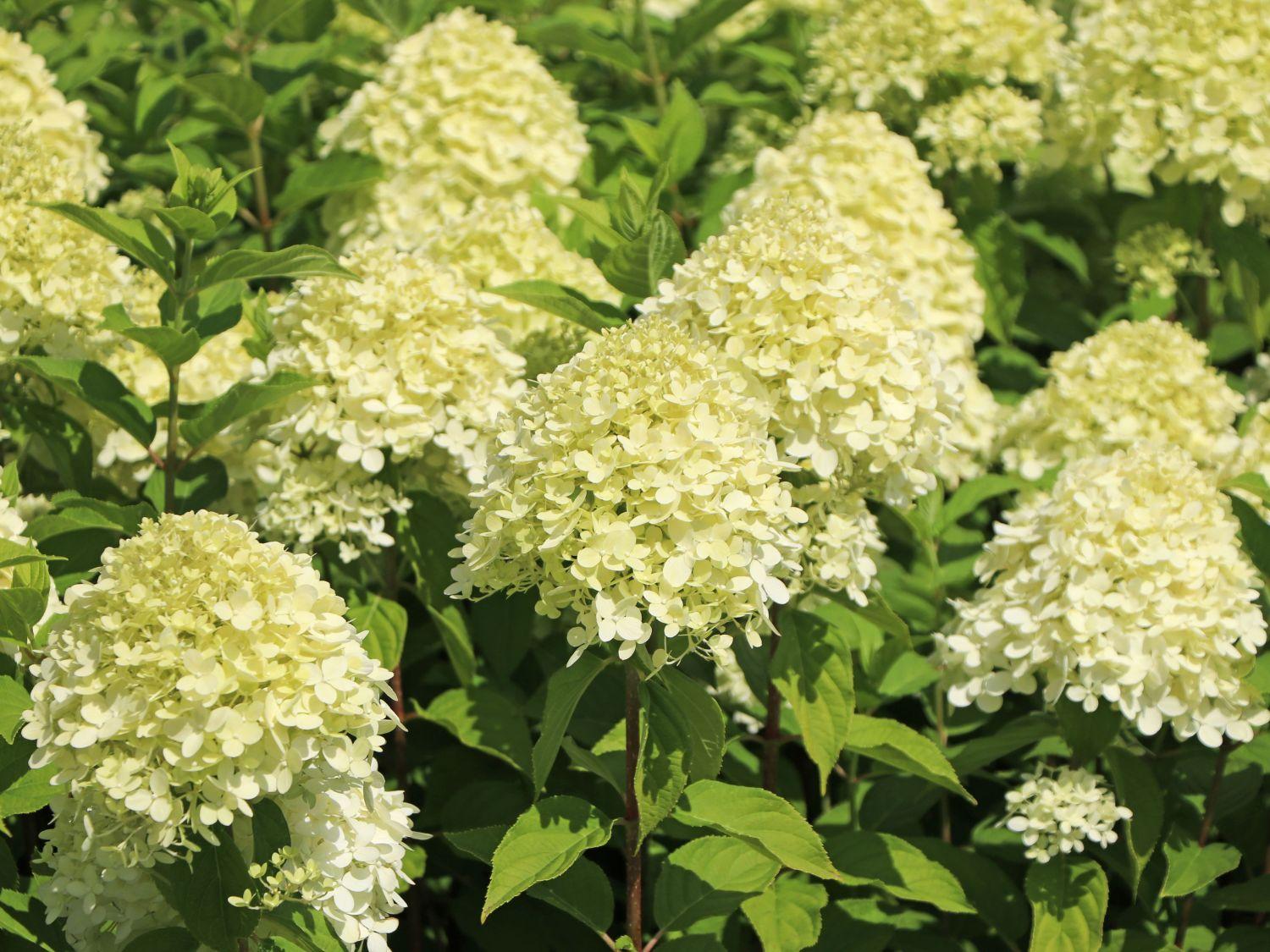 Hydrangea Paniculata Limelight - View 3 from www redcrocus com