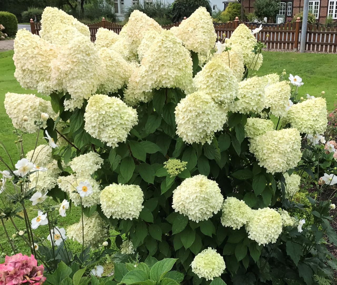 Hydrangea Paniculata Limelight - View 4 from www redcrocus com