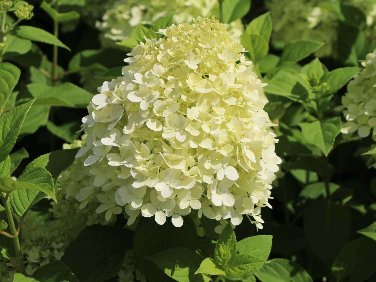 Hydrangea Paniculata Limelight - View 6 from www redcrocus com
