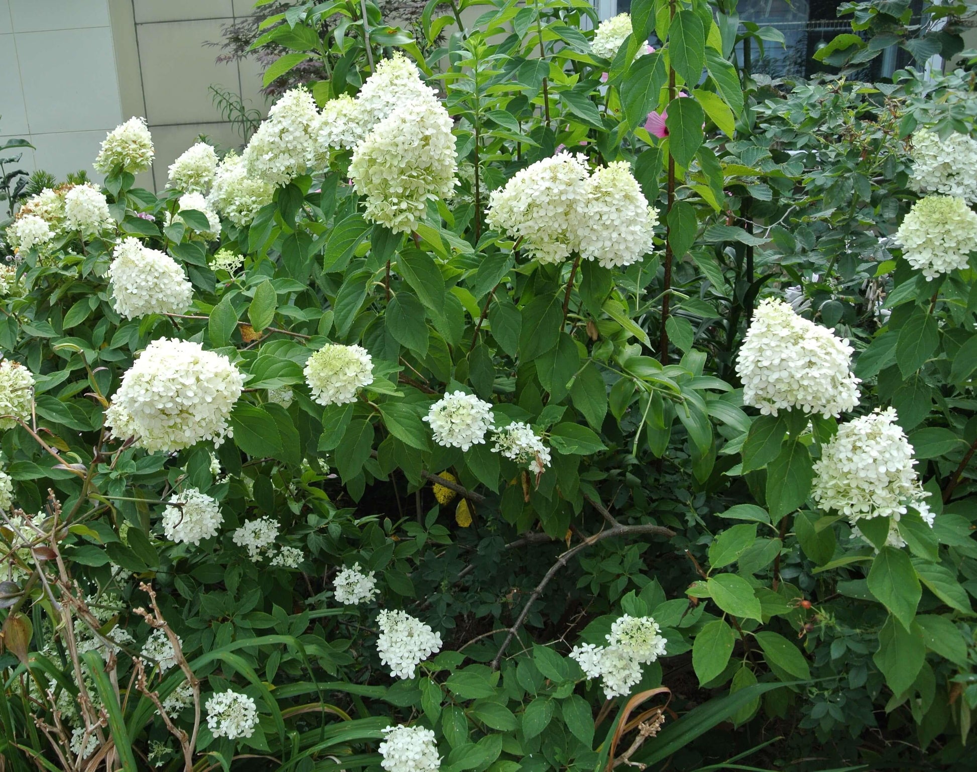 Hydrangea Paniculata Limelight - View 7 from www redcrocus com