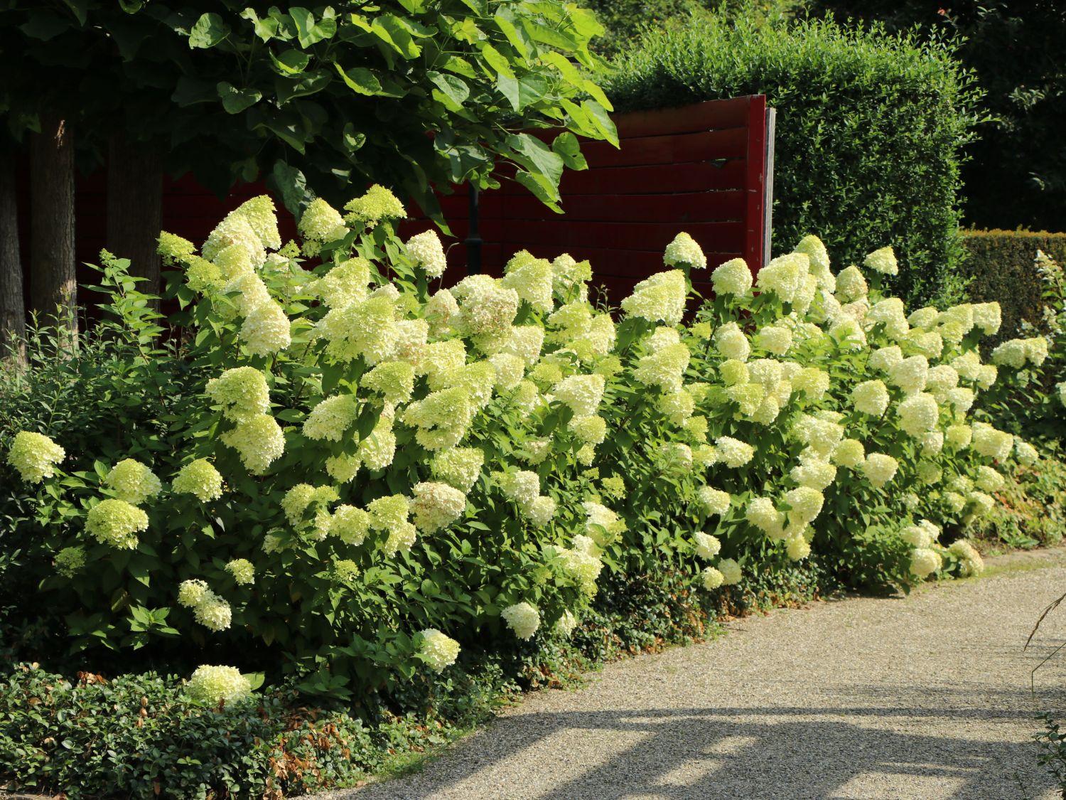 Hydrangea Paniculata Limelight - View 8 from www redcrocus com