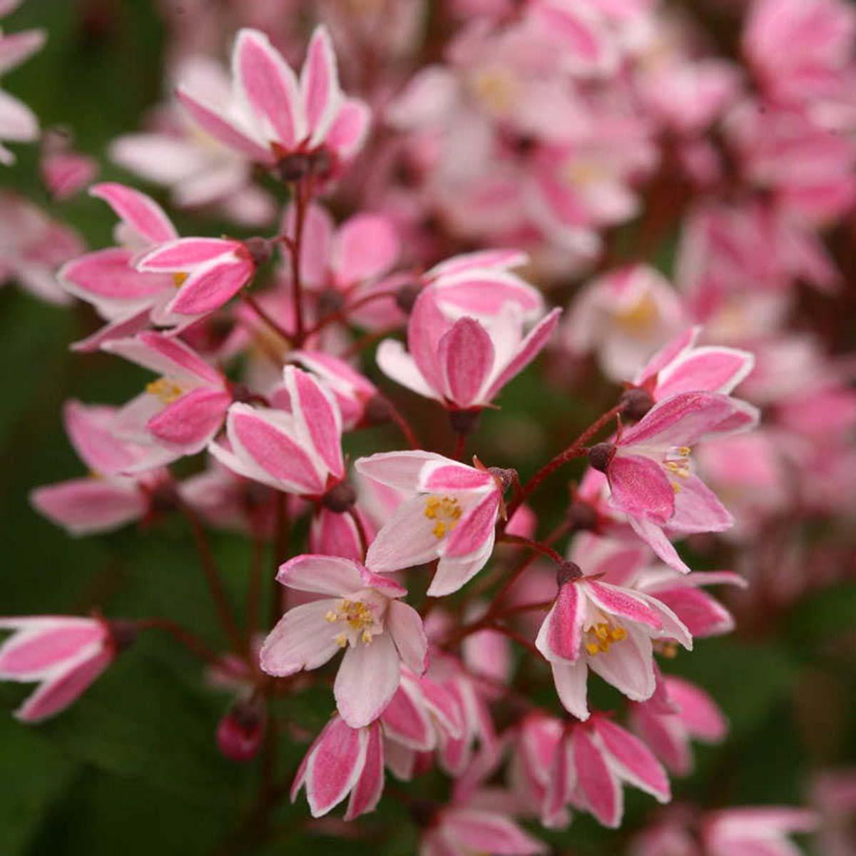 Deutzia Yuki Cherry Blossom - View 11 from www redcrocus com