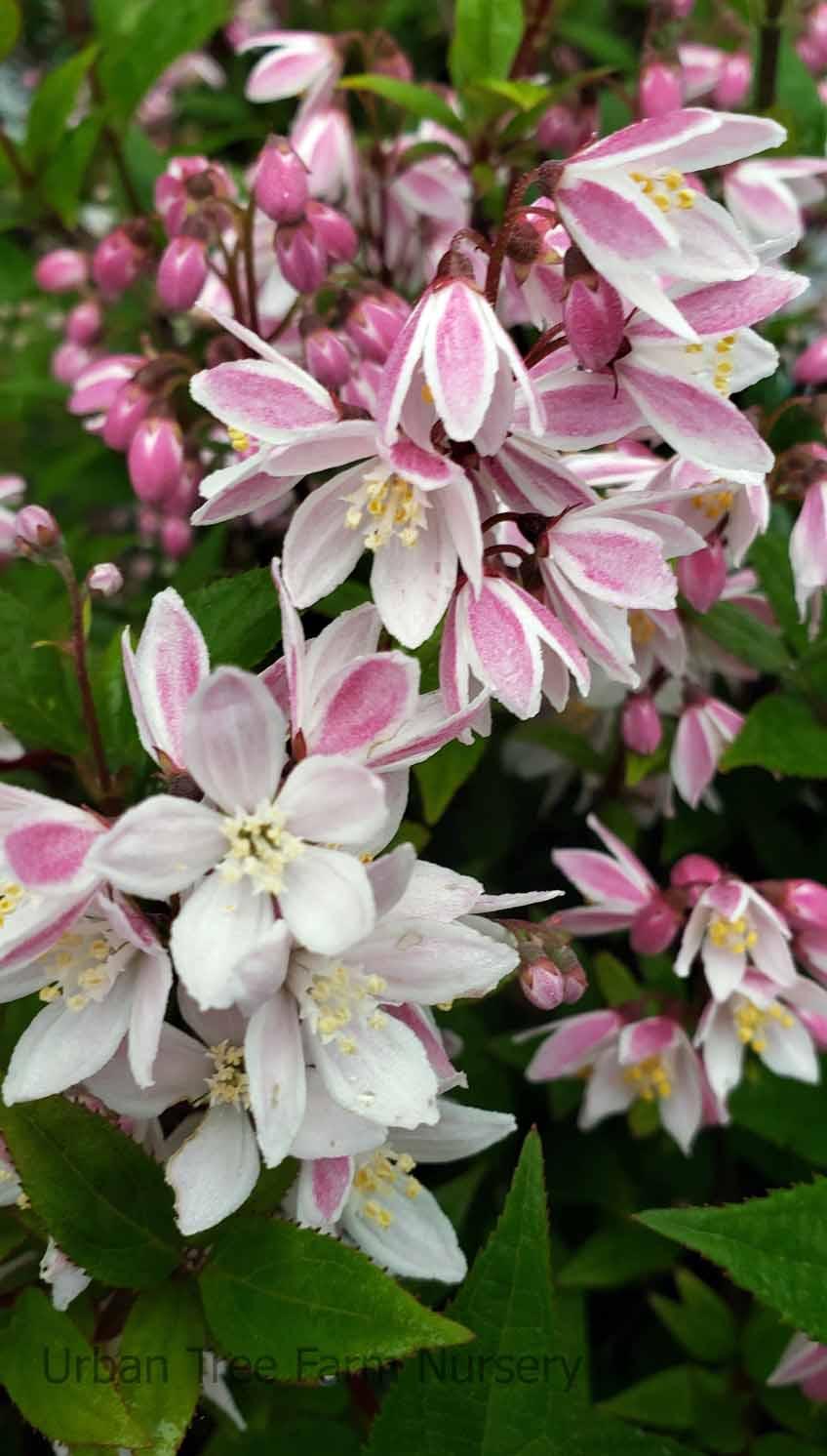 Deutzia Yuki Cherry Blossom - View 12 from www redcrocus com