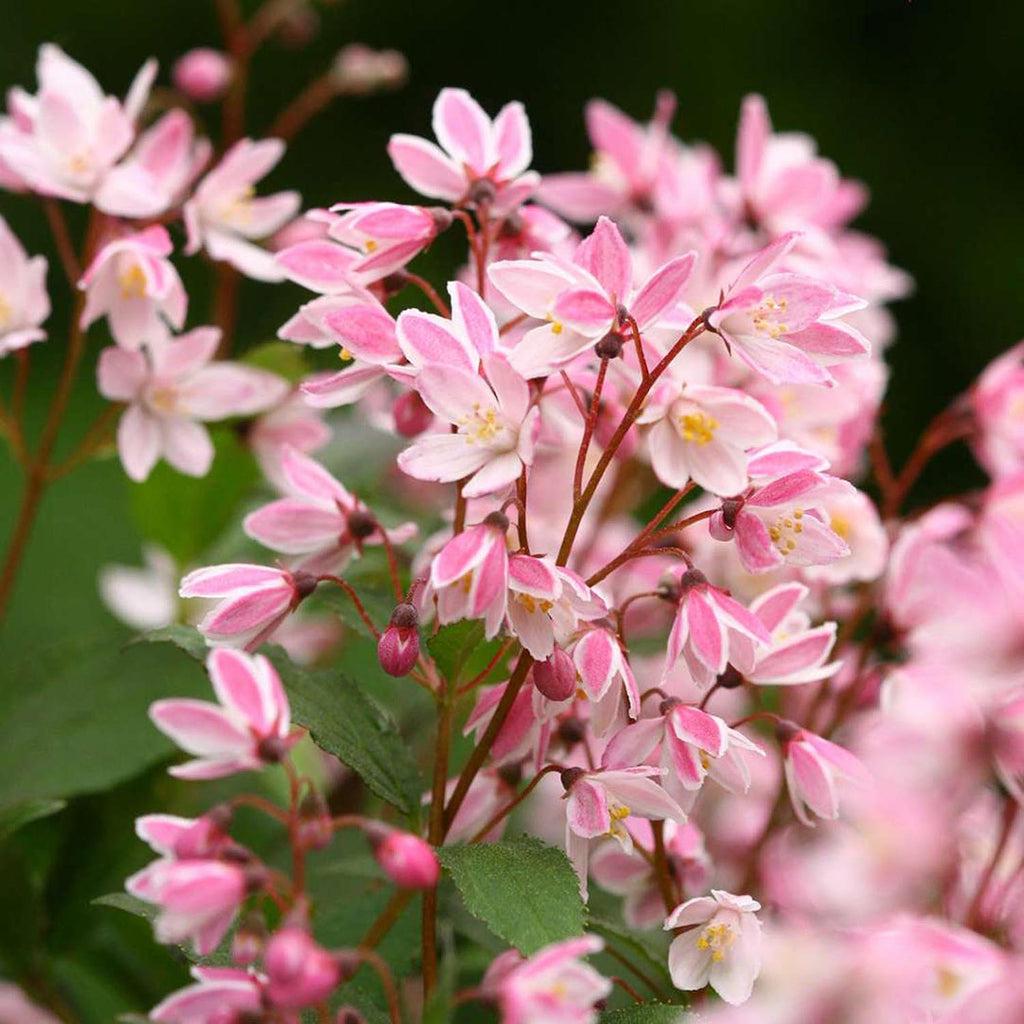 Deutzia Yuki Cherry Blossom - View 13 from www redcrocus com