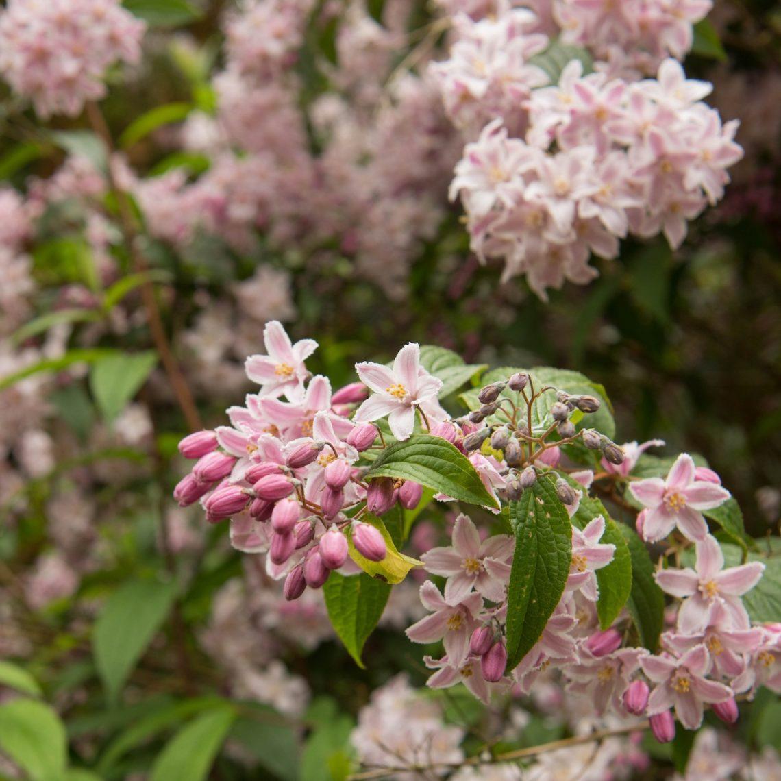 Deutzia Yuki Cherry Blossom - View 14 from www redcrocus com