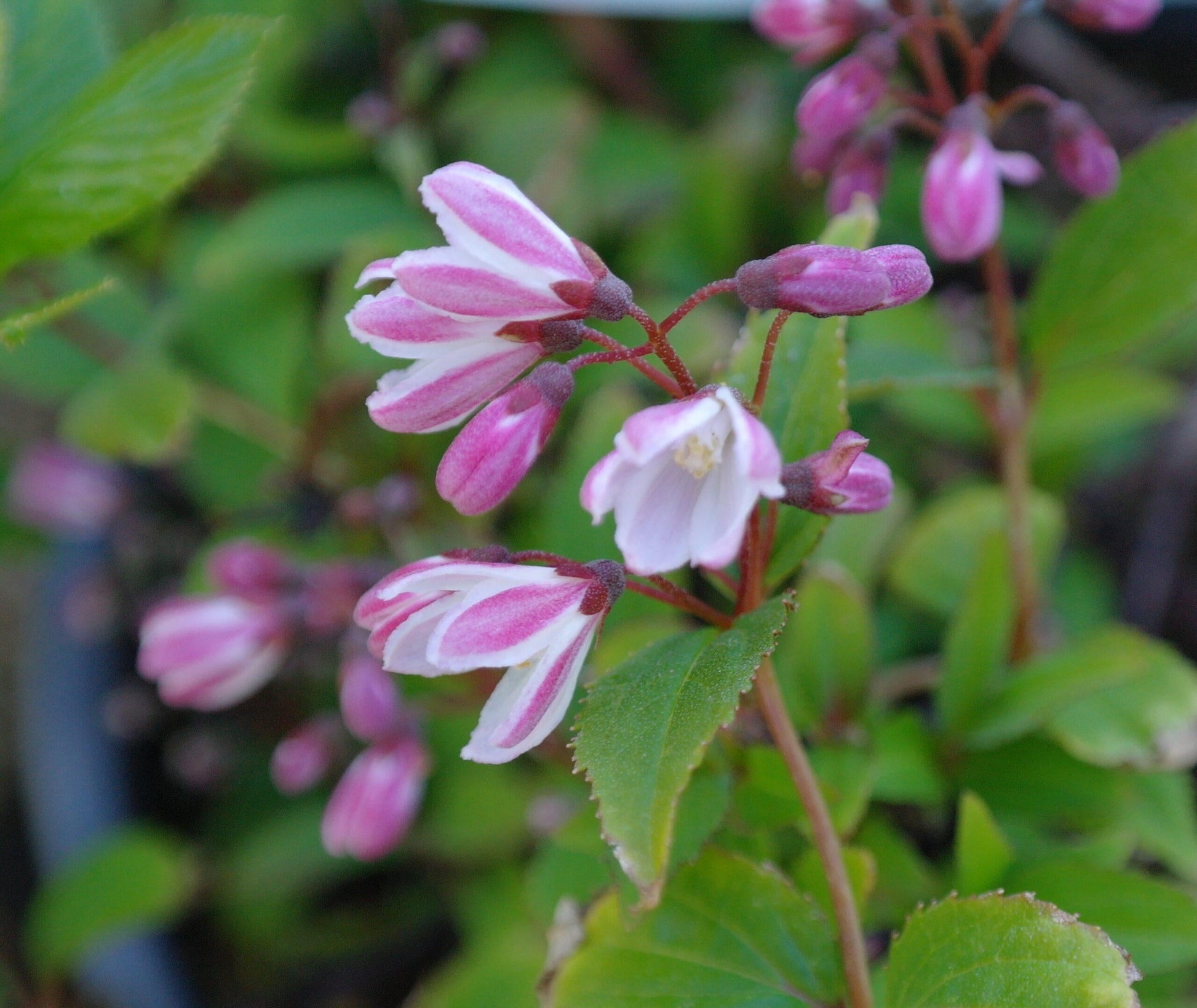 Deutzia Yuki Cherry Blossom - View 15 from www redcrocus com