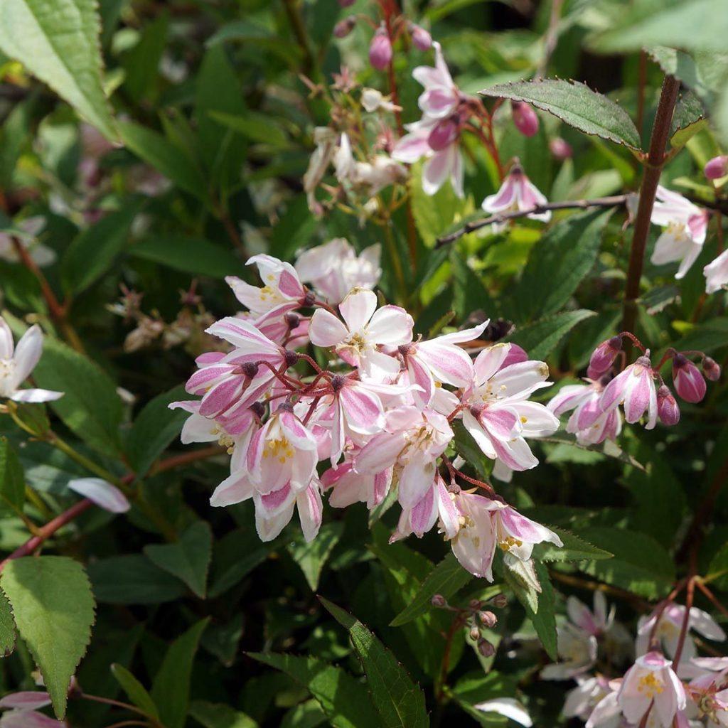 Deutzia Yuki Cherry Blossom - View 16 from www redcrocus com