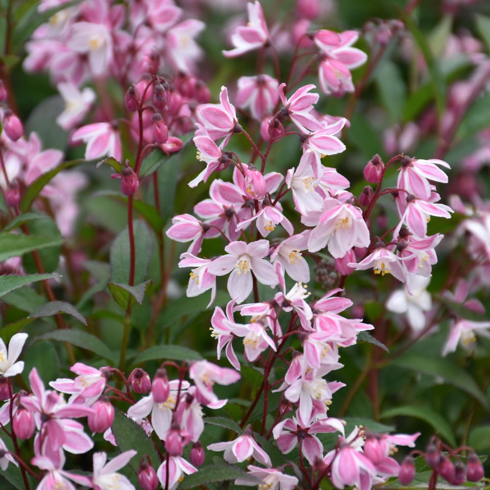 Deutzia Yuki Cherry Blossom - View 17 from www redcrocus com