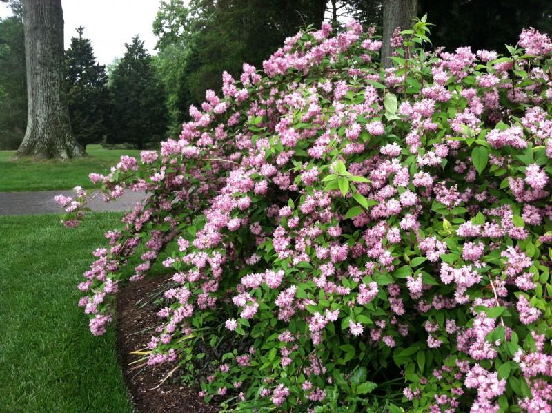 Deutzia Yuki Cherry Blossom - View 18 from www redcrocus com
