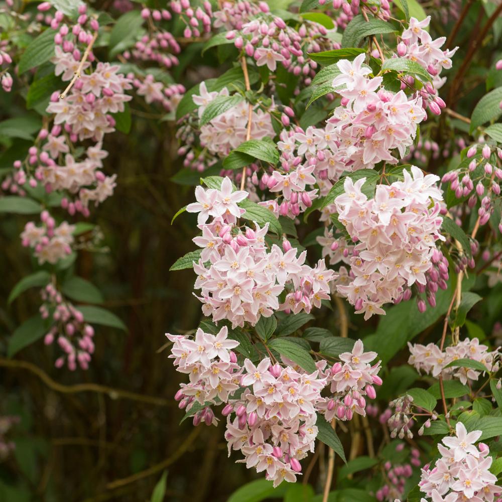 Deutzia Yuki Cherry Blossom - View 19 from www redcrocus com