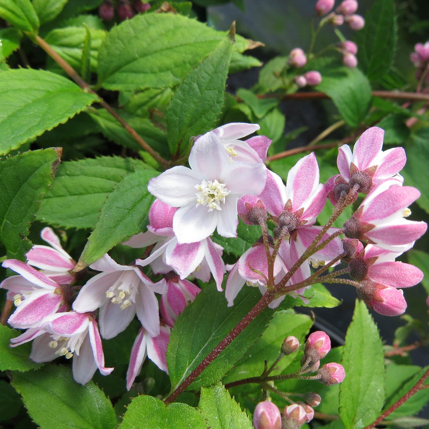 Deutzia Yuki Cherry Blossom - View 1 from www redcrocus com