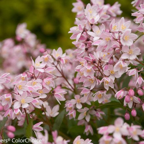 Deutzia Yuki Cherry Blossom - View 20 from www redcrocus com