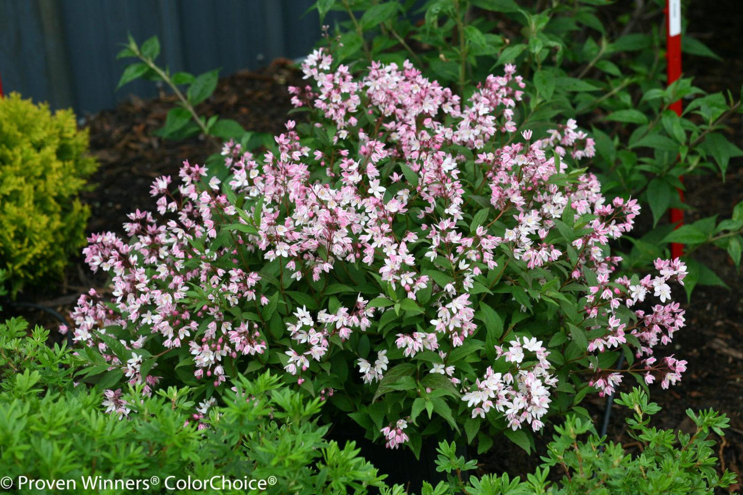 Deutzia Yuki Cherry Blossom - View 2 from www redcrocus com