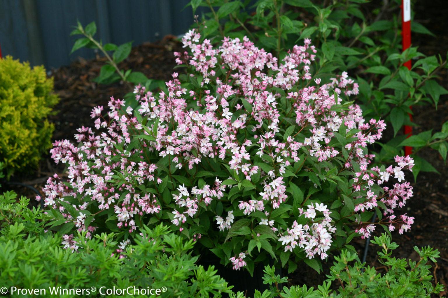 Deutzia Yuki Cherry Blossom - View 2 from www redcrocus com