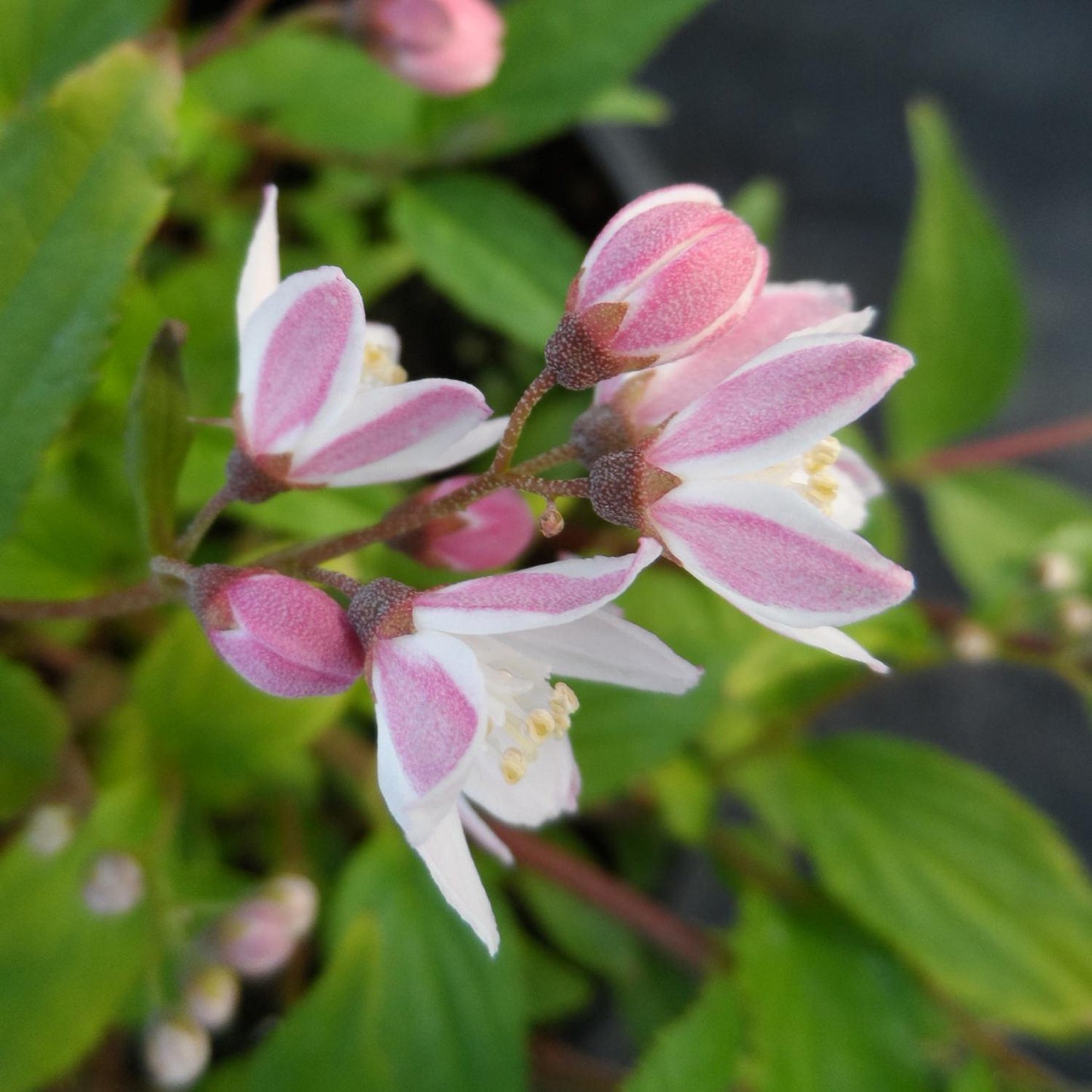 Deutzia Yuki Cherry Blossom - View 3 from www redcrocus com