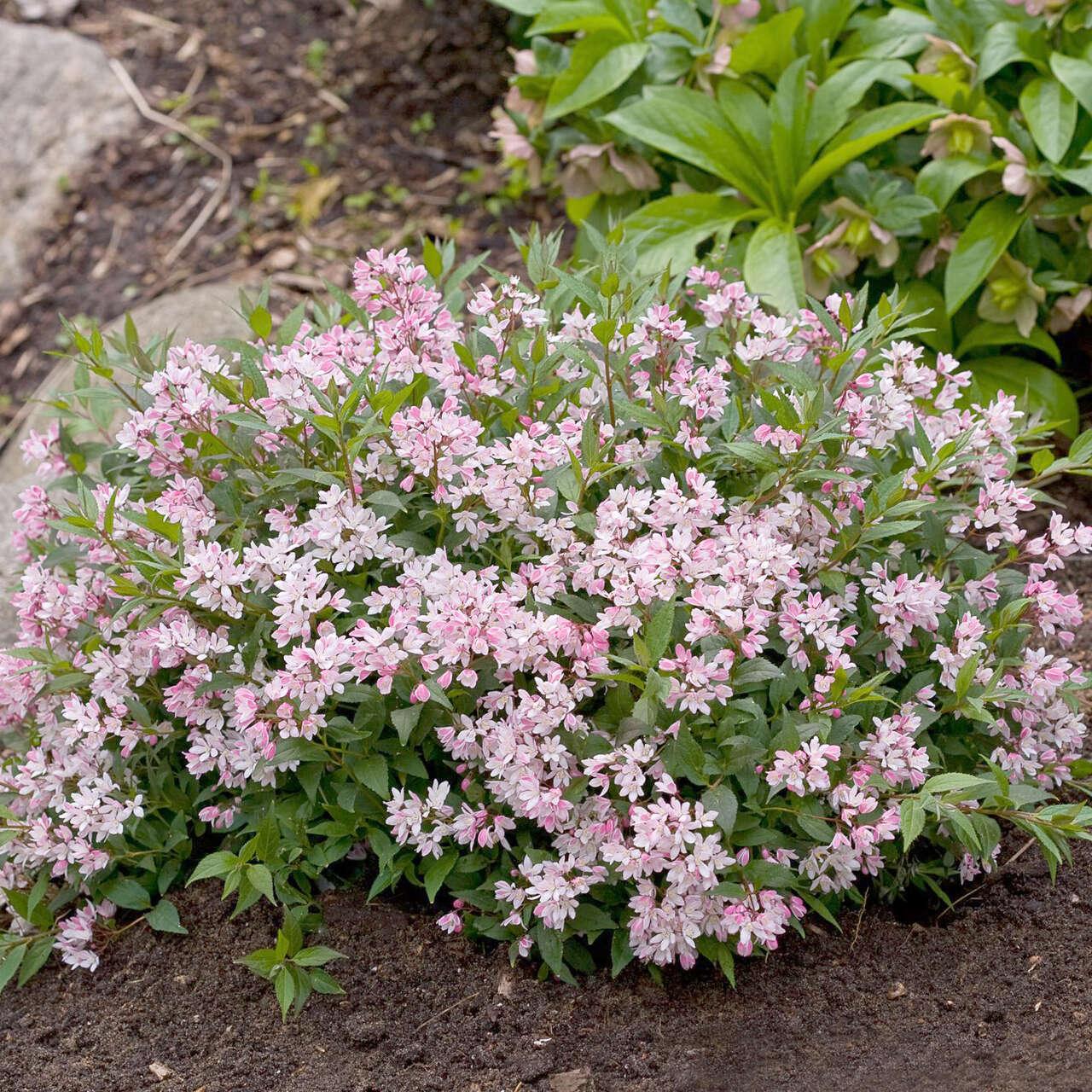 Deutzia Yuki Cherry Blossom - View 4 from www redcrocus com
