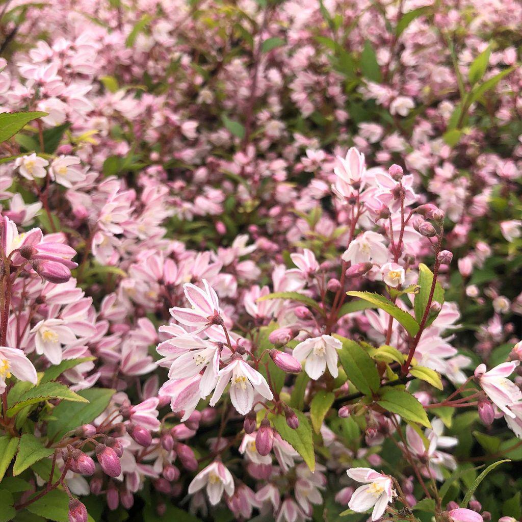 Deutzia Yuki Cherry Blossom - View 5 from www redcrocus com