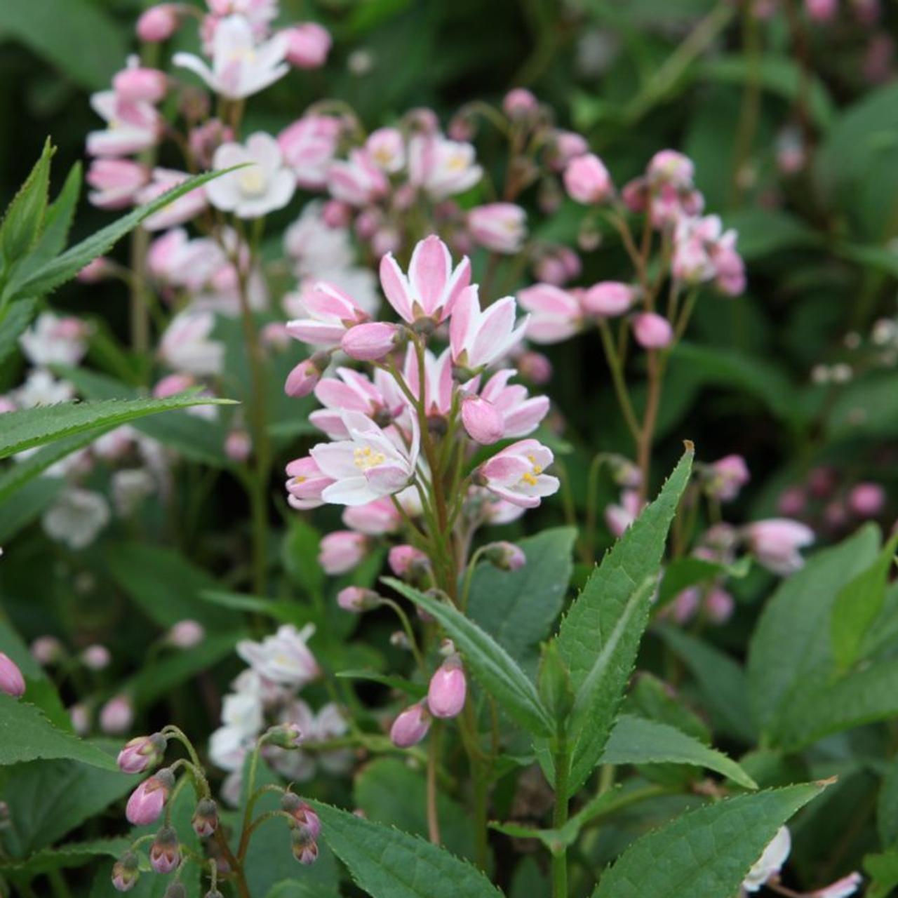 Deutzia Yuki Cherry Blossom - View 8 from www redcrocus com
