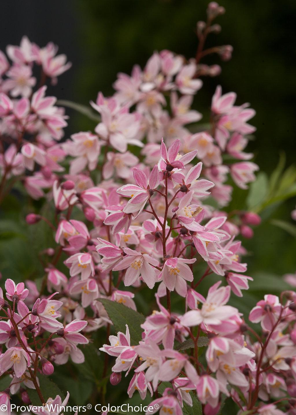 Deutzia Yuki Cherry Blossom - View 9 from www redcrocus com