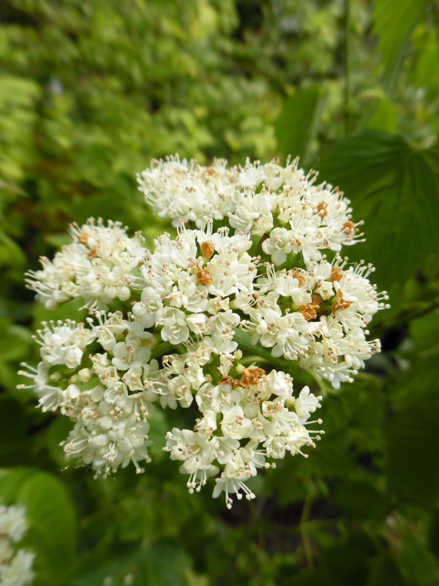 Viburnum Dentatum Blue Muffin - View 12 from www redcrocus com