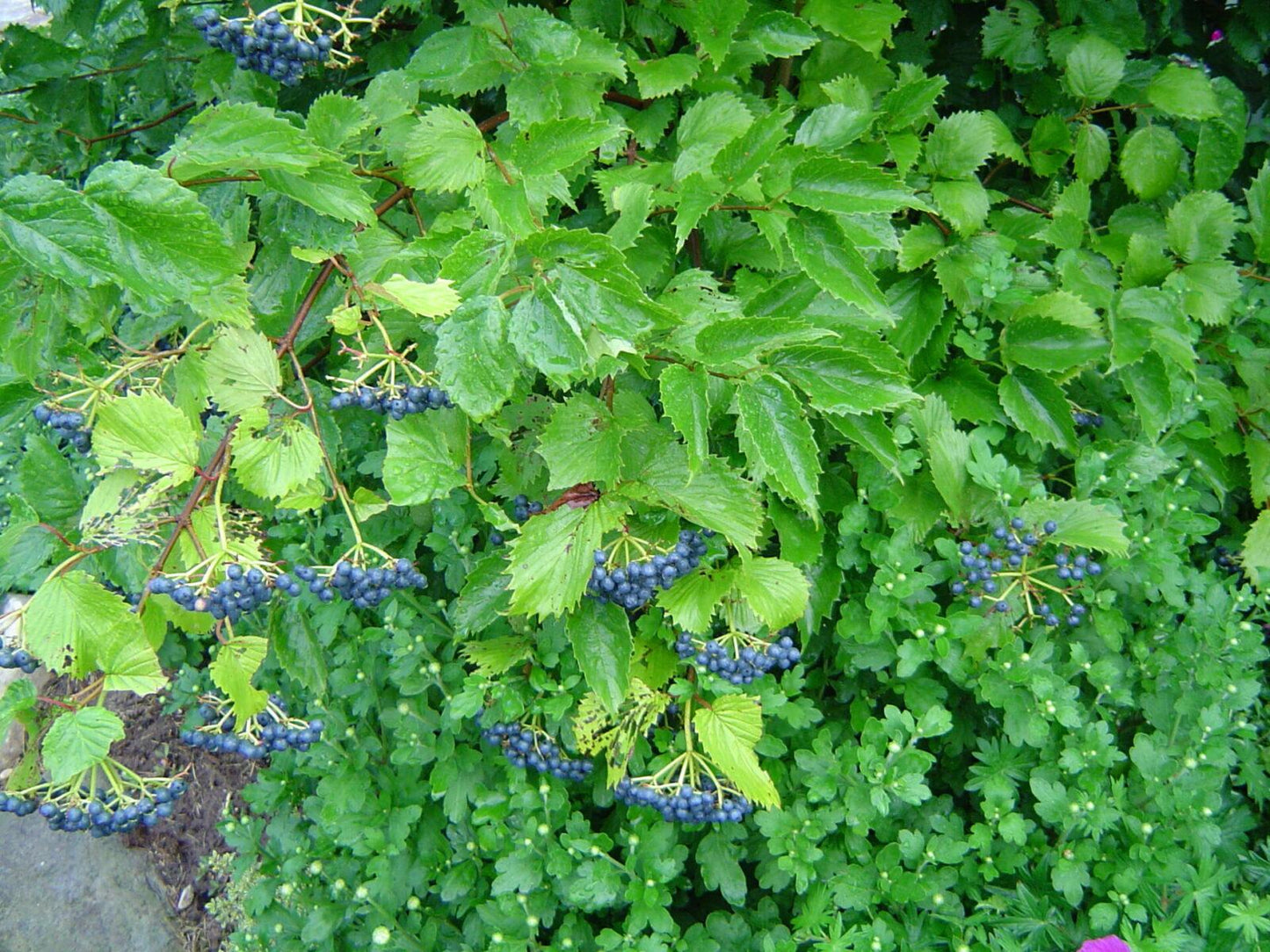 Viburnum Dentatum Blue Muffin - View 15 from www redcrocus com