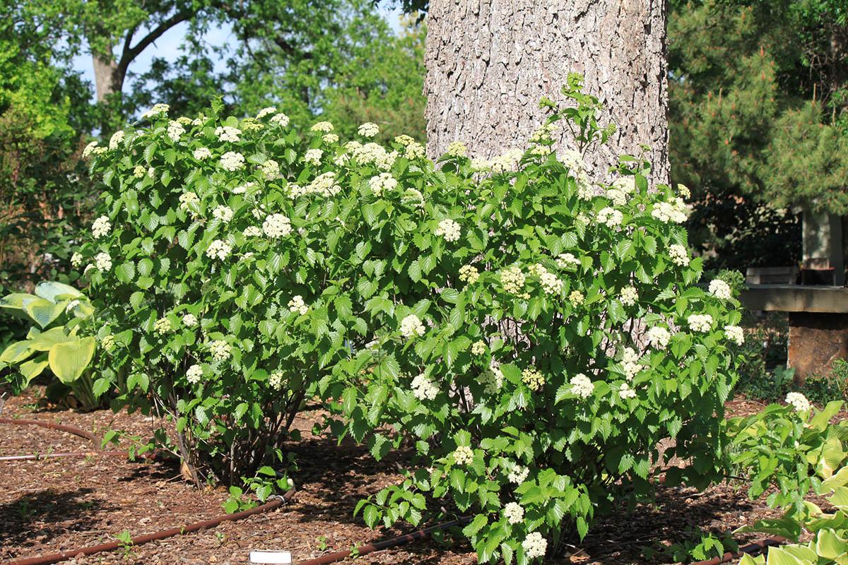 Viburnum Dentatum Blue Muffin - View 16 from www redcrocus com