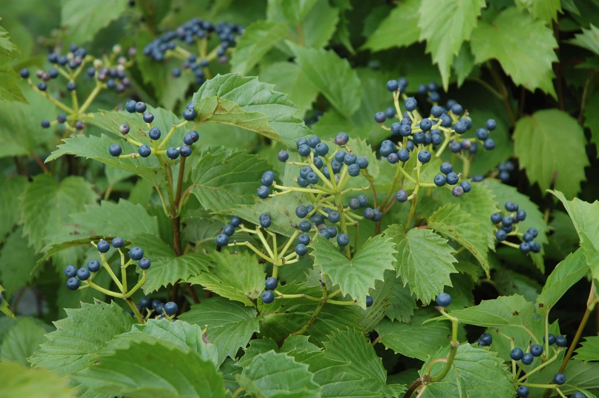 Viburnum Dentatum Blue Muffin - View 17 from www redcrocus com