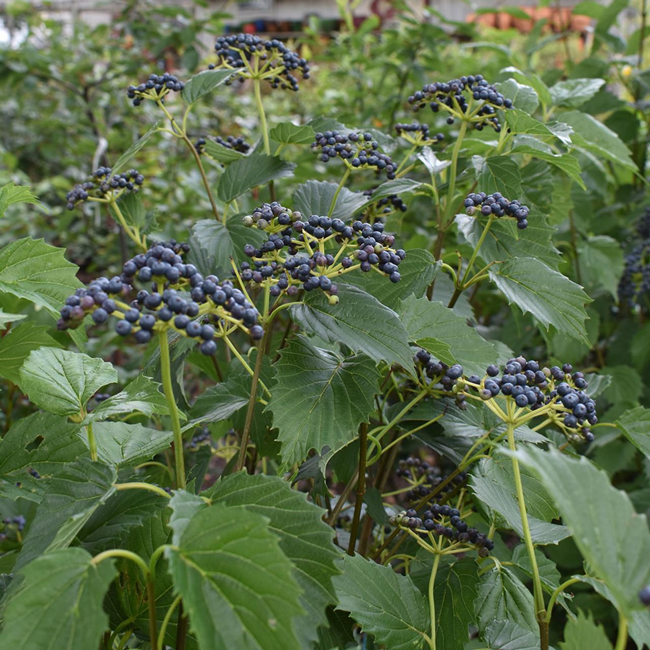 Viburnum Dentatum Blue Muffin - View 19 from www redcrocus com