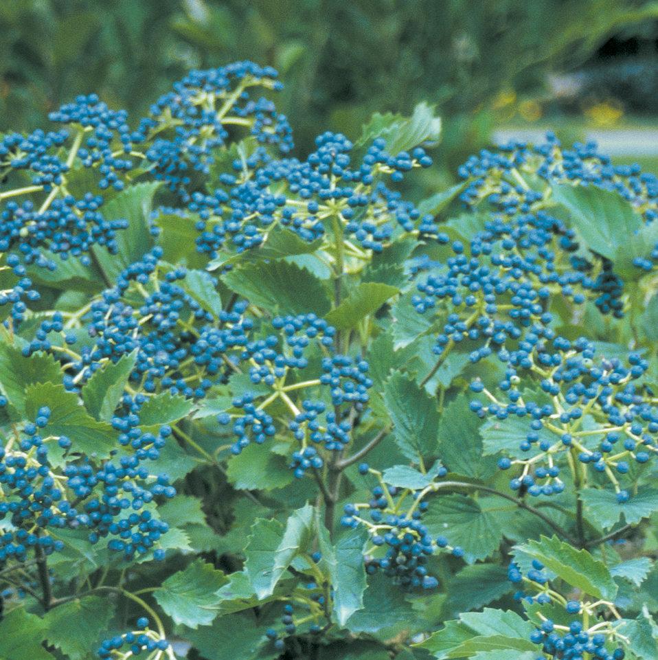 Viburnum Dentatum Blue Muffin - View 1 from www redcrocus com
