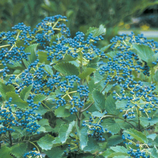 Viburnum Dentatum Blue Muffin - View 1 from www redcrocus com