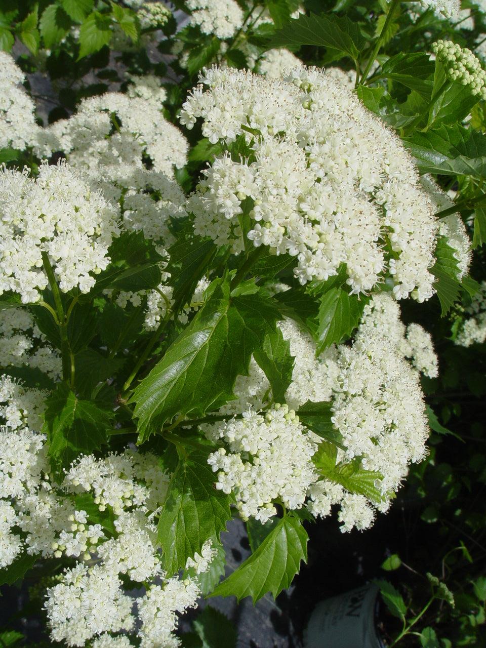 Viburnum Dentatum Blue Muffin - View 20 from www redcrocus com