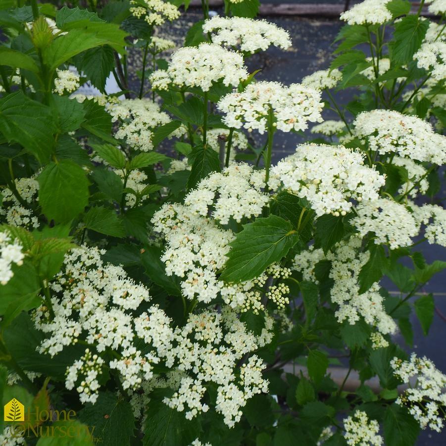 Viburnum Dentatum Blue Muffin - View 4 from www redcrocus com
